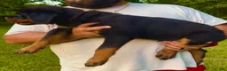 Rottweiler dogs for sale: Brown Collar Male - Ad 1