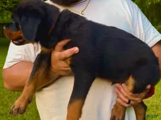 Rottweiler dogs Brown Collar Male - Ad 6