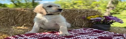 Labradoodle dogs for sale: Cannellini (Boy) - Ad 6