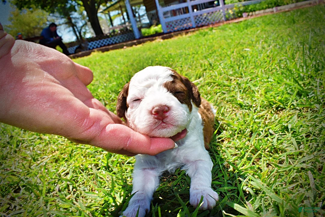 Havapoo dogs for sale: Rico - Ad 1