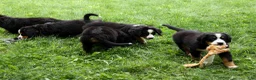 Bernese Mountain Dog dogs for sale: SPIKE - Ad 21