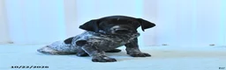 German Shorthaired Pointer dogs for sale: Crystal - Ad 4