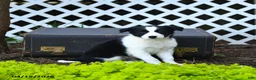 Border Collie dogs for sale: Leia - Ad 3