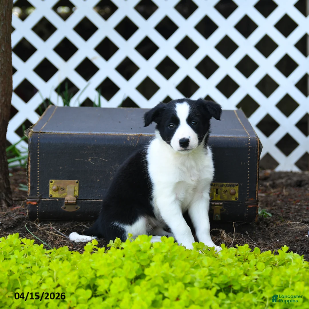 Border Collie dogs for sale: Leia - Ad 3