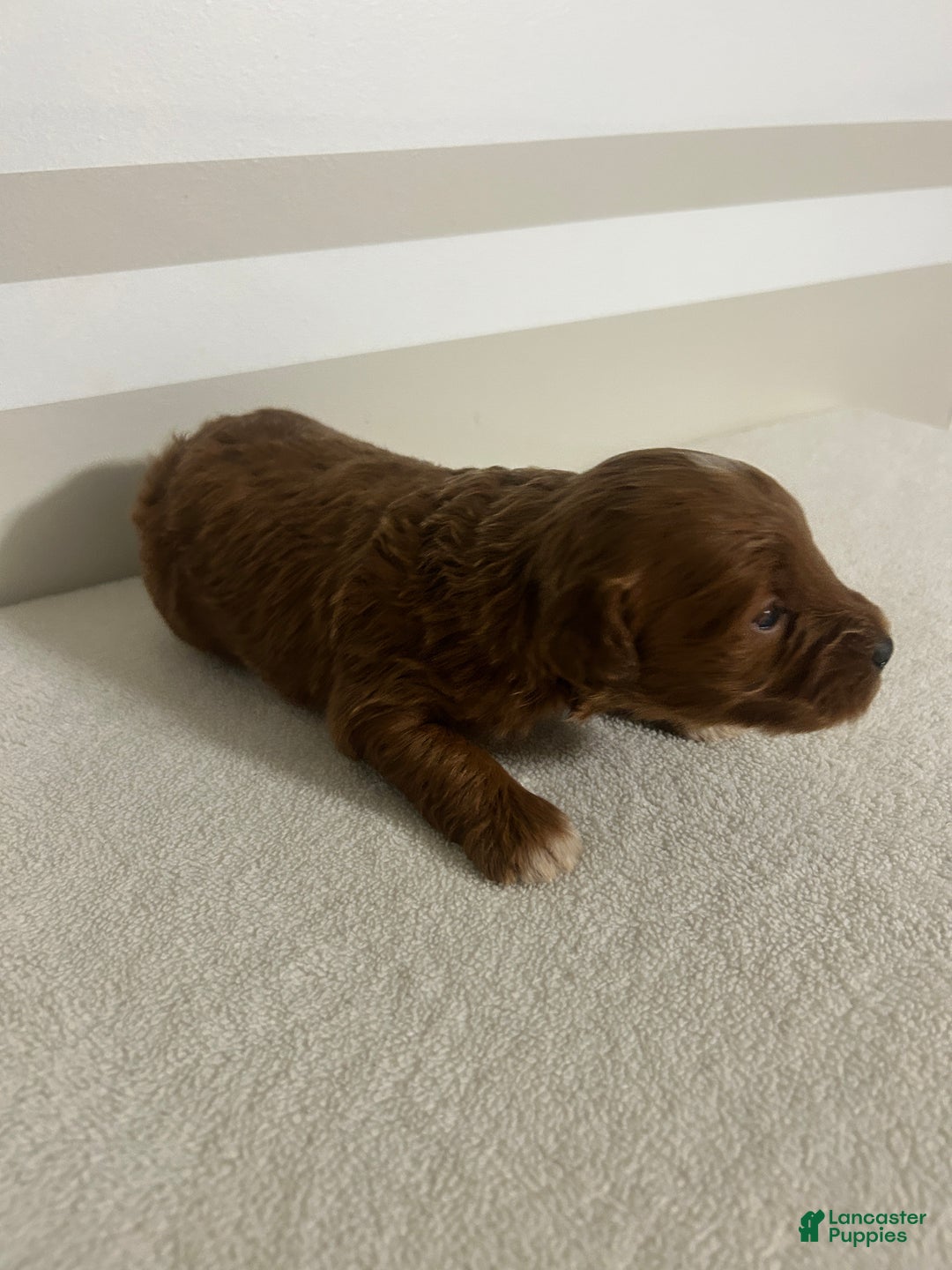 Mini Goldendoodle dogs for sale: Carlos - Ad 2