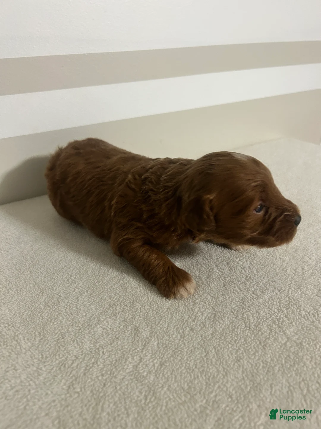 Mini Goldendoodle dogs for sale: Carlos - Ad 2