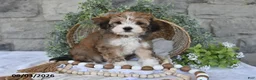 Mixed Breed dogs for sale: Dakota - Ad 1