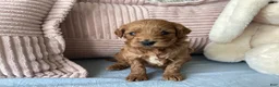 Mini Goldendoodle dogs for sale: Mini Goldendoodle “Nala” - Ad 3