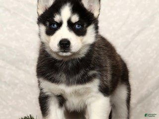Siberian Husky dogs Molly - Ad 8