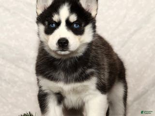 Siberian Husky dogs Molly - Ad 17