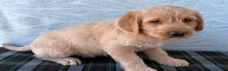 Labradoodle dogs for sale: Labradoodle 5 - Ad 4