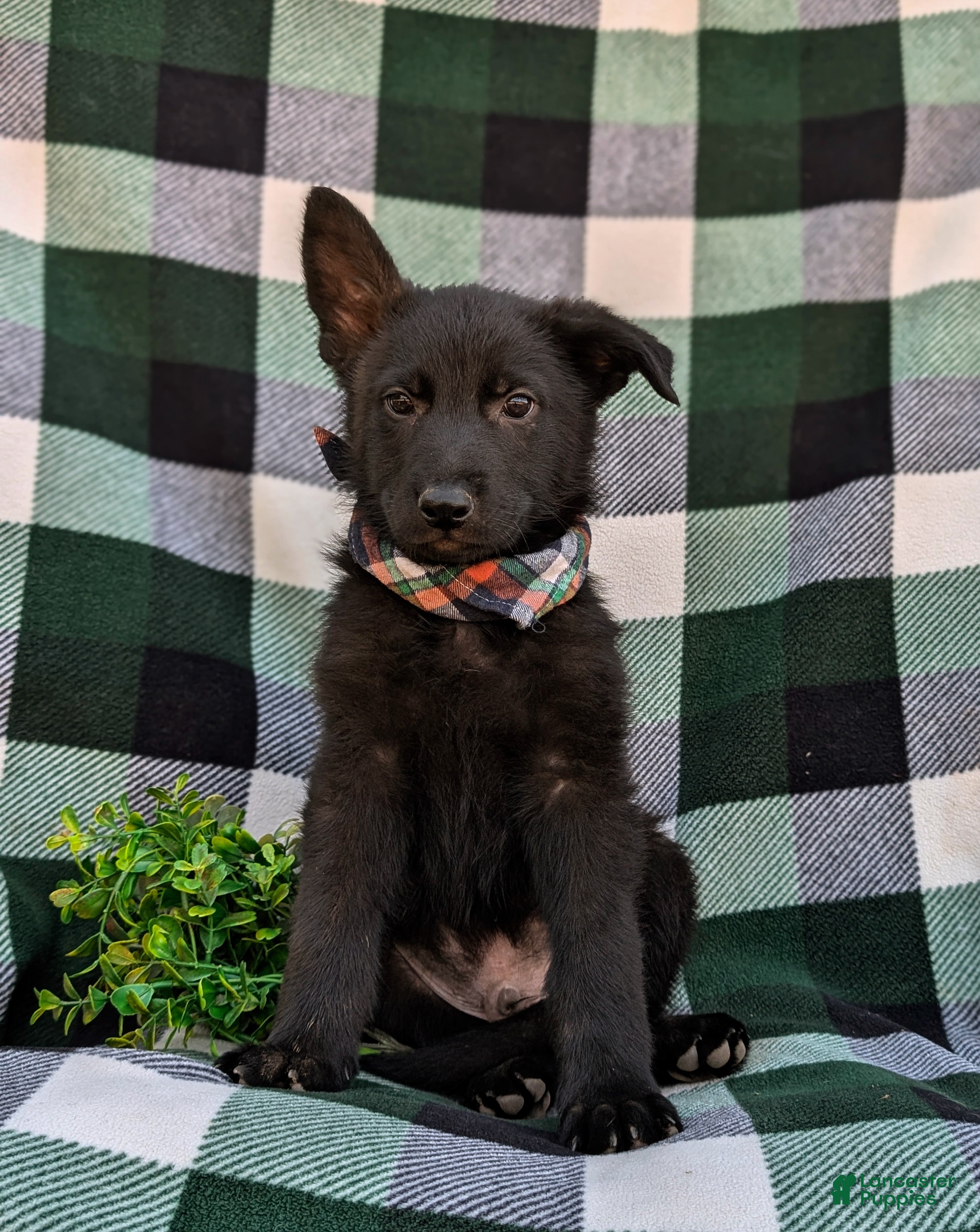 German Shepherd dogs Maxwell - Ad 2