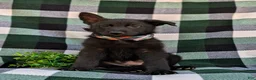 German Shepherd dogs for sale: Maxwell - Ad 2