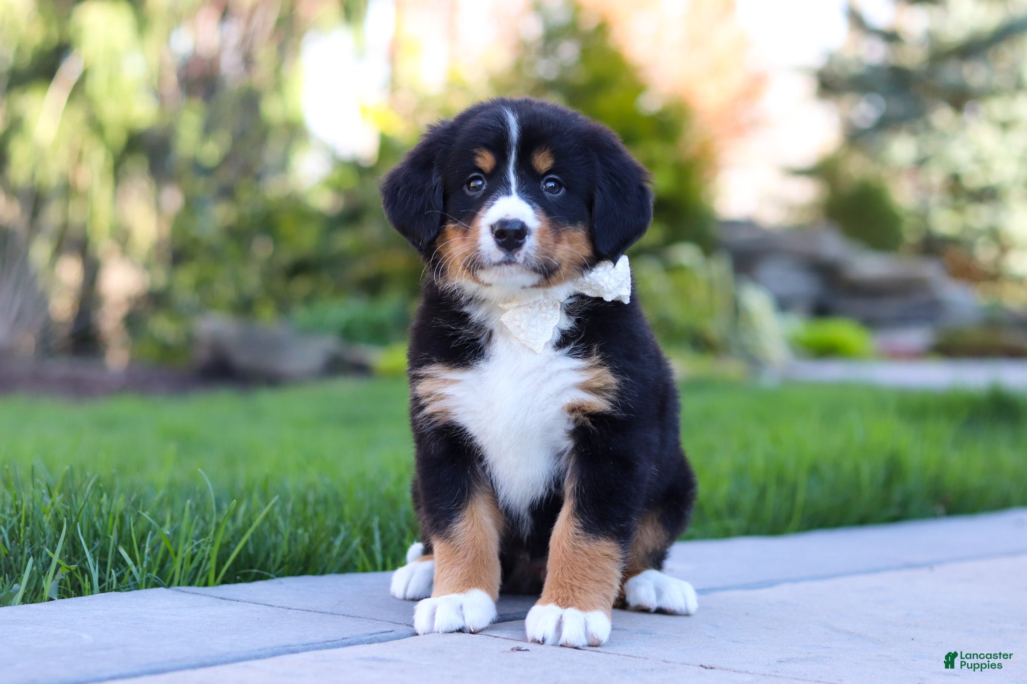 Bernese Mountain Dog dogs Jewel - Ad 1