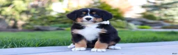 Bernese Mountain Dog dogs for sale: Jewel - Ad 1