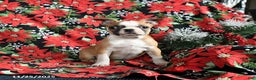 Boston Terrier dogs for sale: Chili - Ad 1