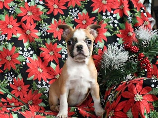 Boston Terrier dogs Chili - Ad 15