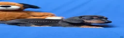 Miniature Dachshund dogs for sale: Smooth coat black & tan male AKC  - Ad 6