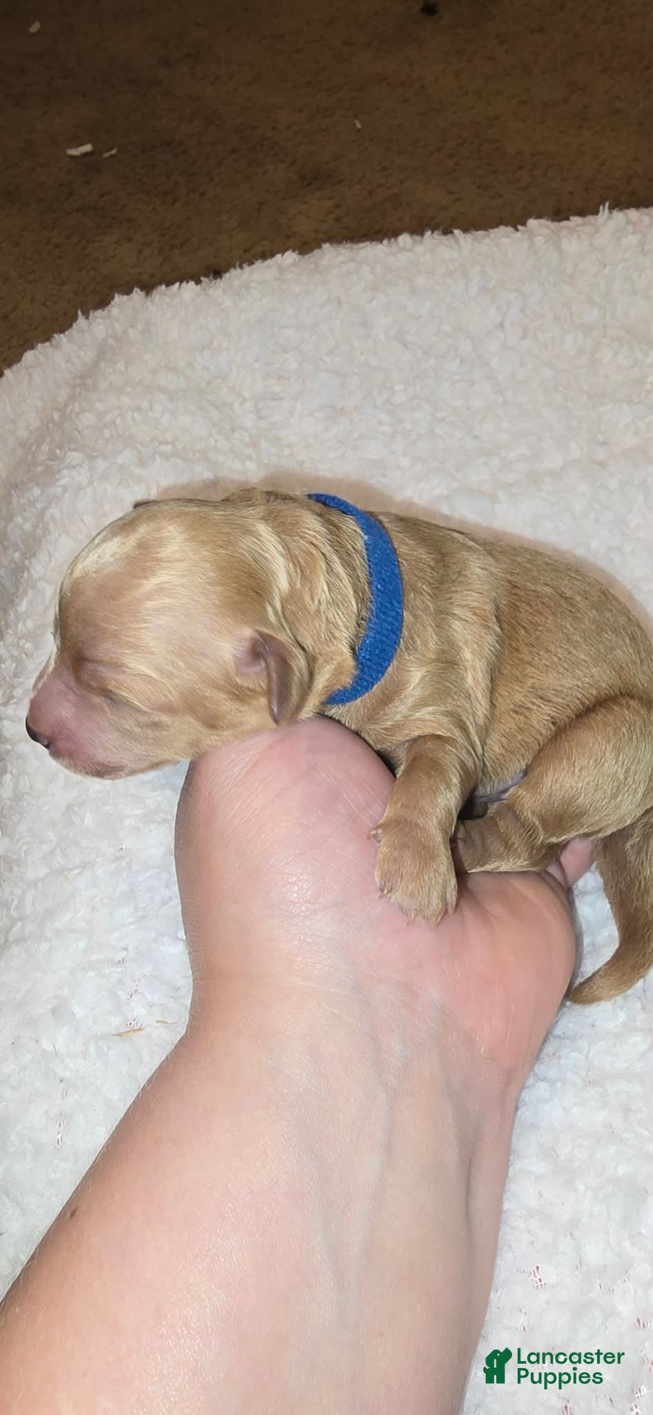 Mini Goldendoodle dogs Rocco  - Ad 37