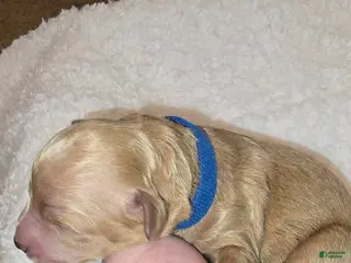 Mini Goldendoodle dogs Rocco - Ad 37