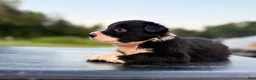 Border Collie dogs for sale: Jakjak - Ad 2
