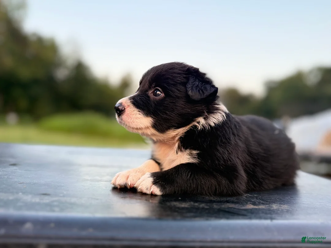 Border Collie dogs for sale: Jakjak - Ad 2