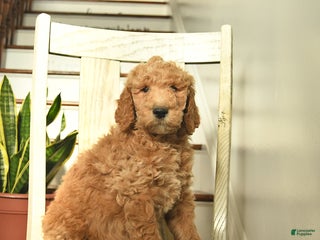 Standard Poodle dogs Pumpkin - Ad 32