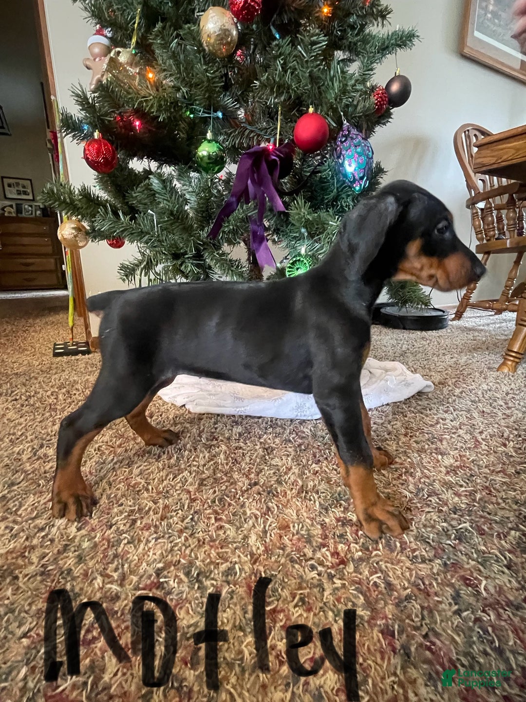 Doberman Pinscher dogs for sale: Motley - Ad 6