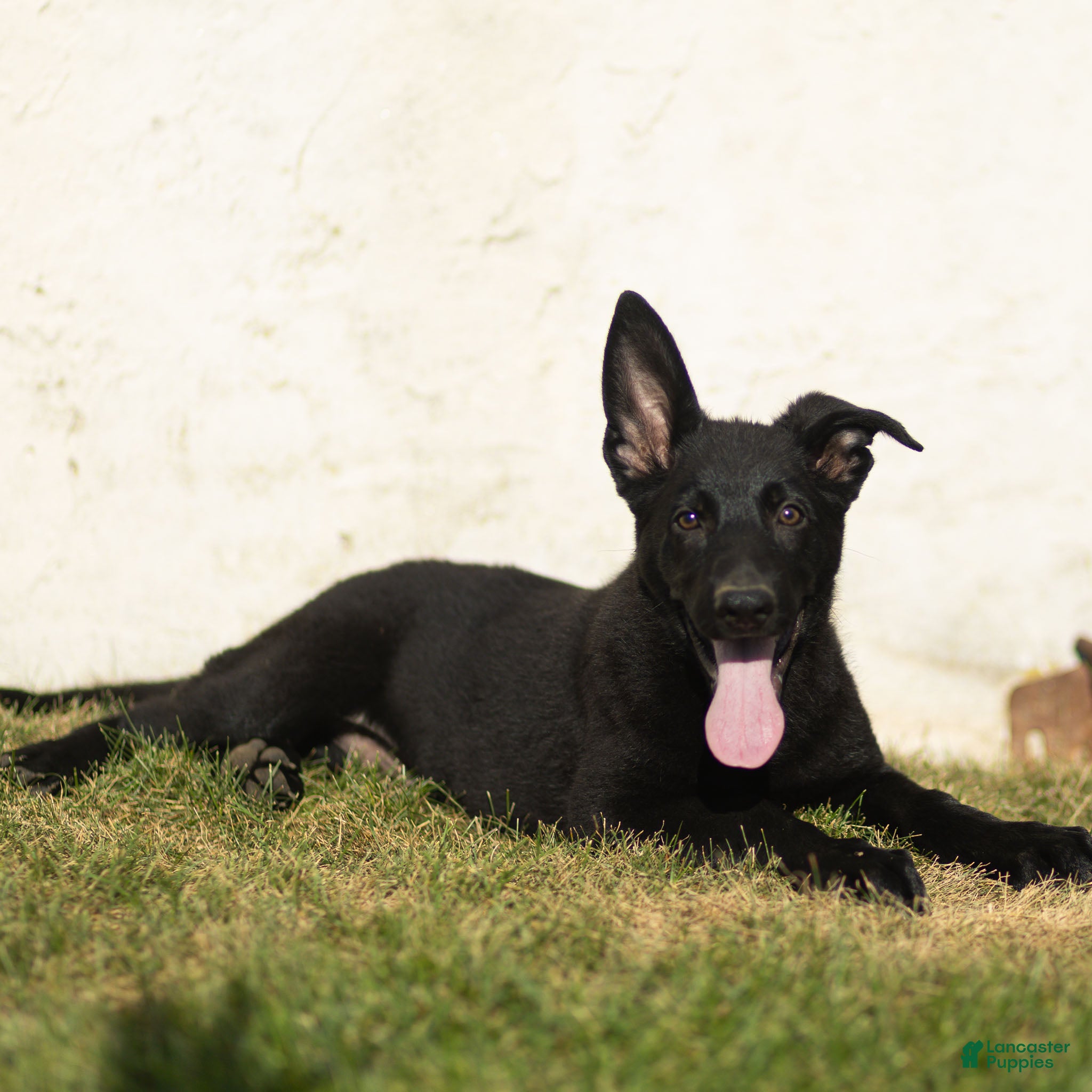 German Shepherd dogs Ford German Shepherd  - Ad 1