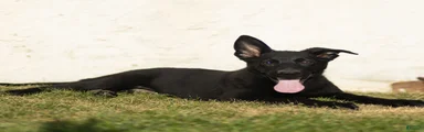 Ford German Shepherd 