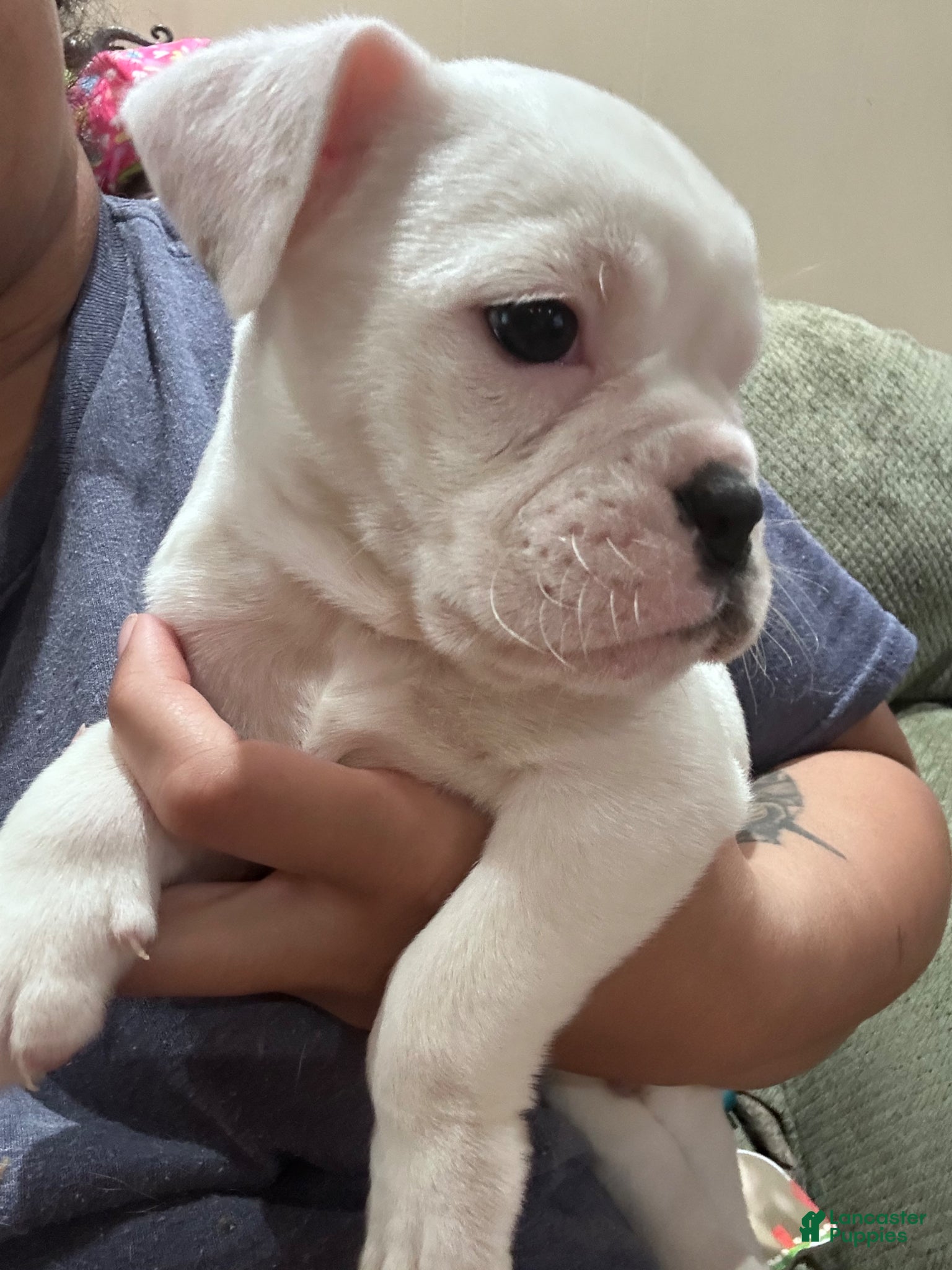 Mixed Breed dogs English Bulldog Puppy 6 - Ad 16