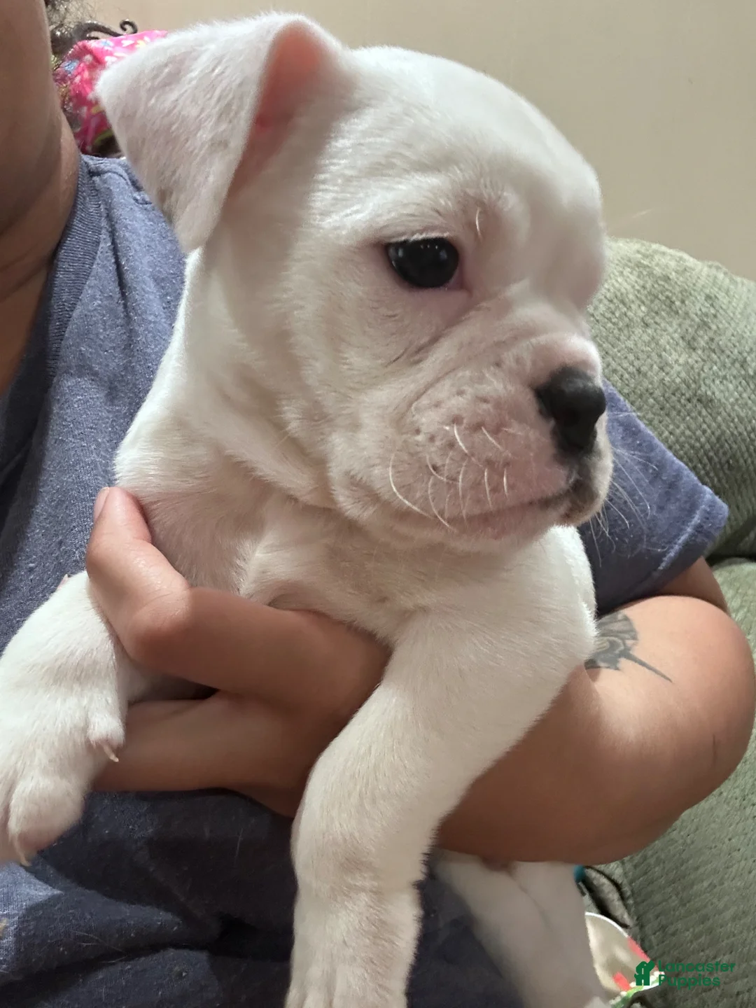 Mixed Breed dogs for sale: English Bulldog Puppy 6 - Ad 1
