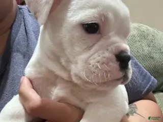 Mixed Breed dogs English Bulldog Puppy 6 - Ad 16