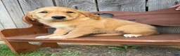 Golden Retriever dogs for sale: Bo  - Ad 5