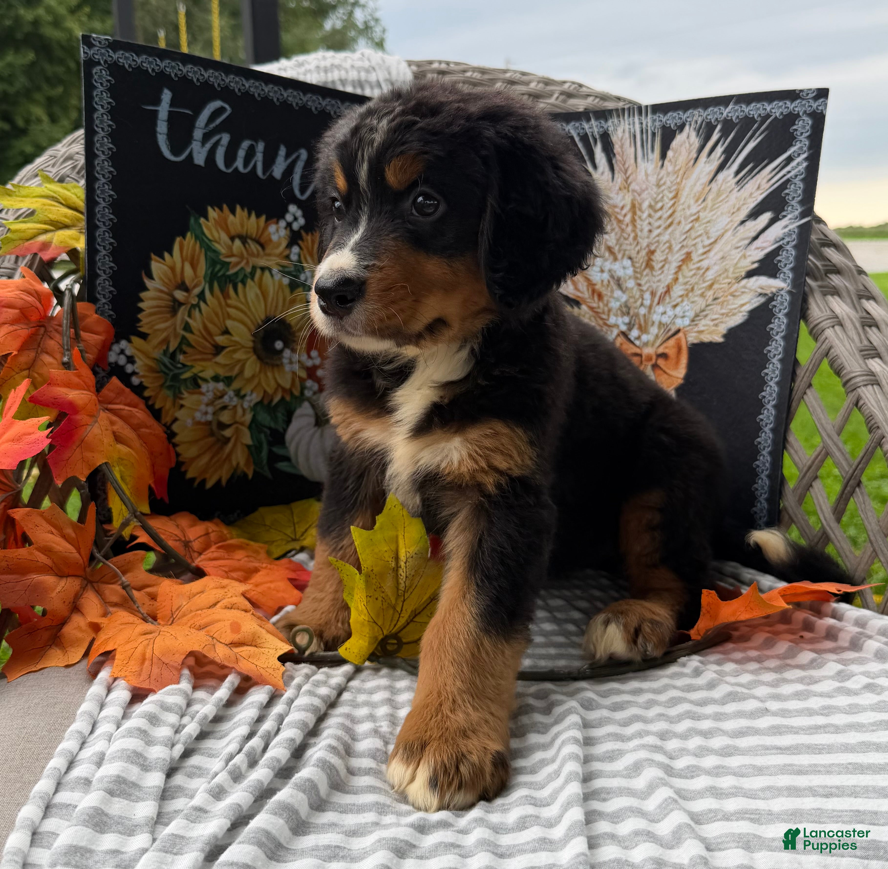 Bernese Mountain Dog dogs Chucky - Ad 2