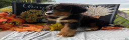 Bernese Mountain Dog dogs for sale: Chucky - Ad 2