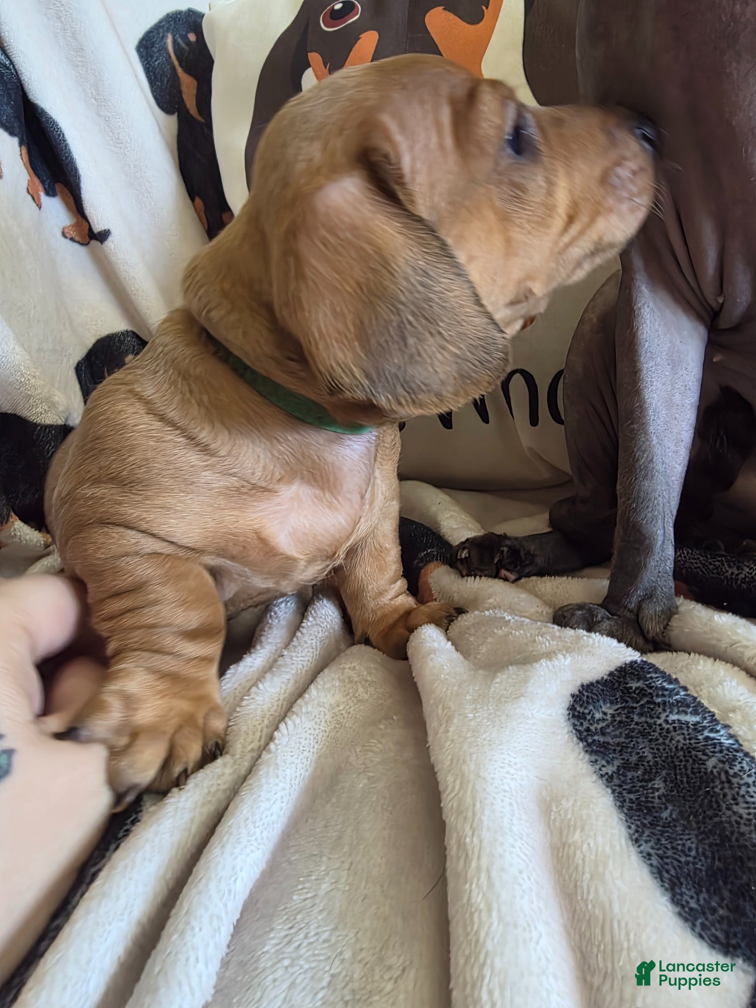 Miniature Dachshund dogs for sale: Danny - Ad 5