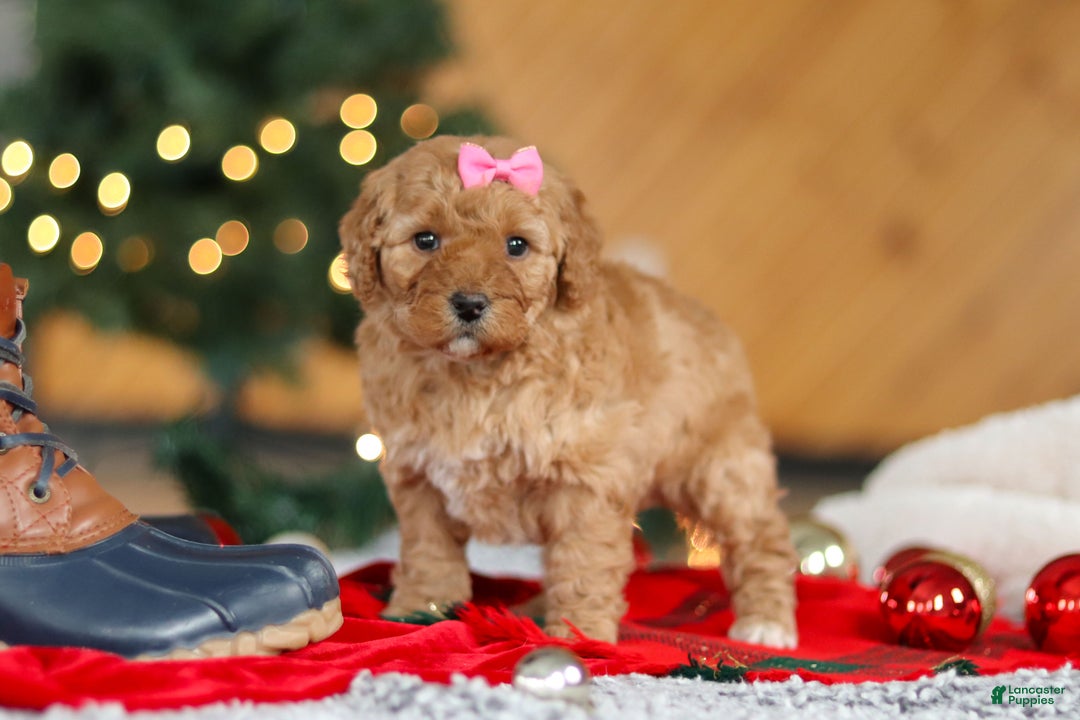 Mini Goldendoodle dogs for sale: Belle  - Ad 6