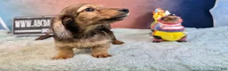 Miniature Dachshund dogs for sale: Shaded cream boy - Ad 9