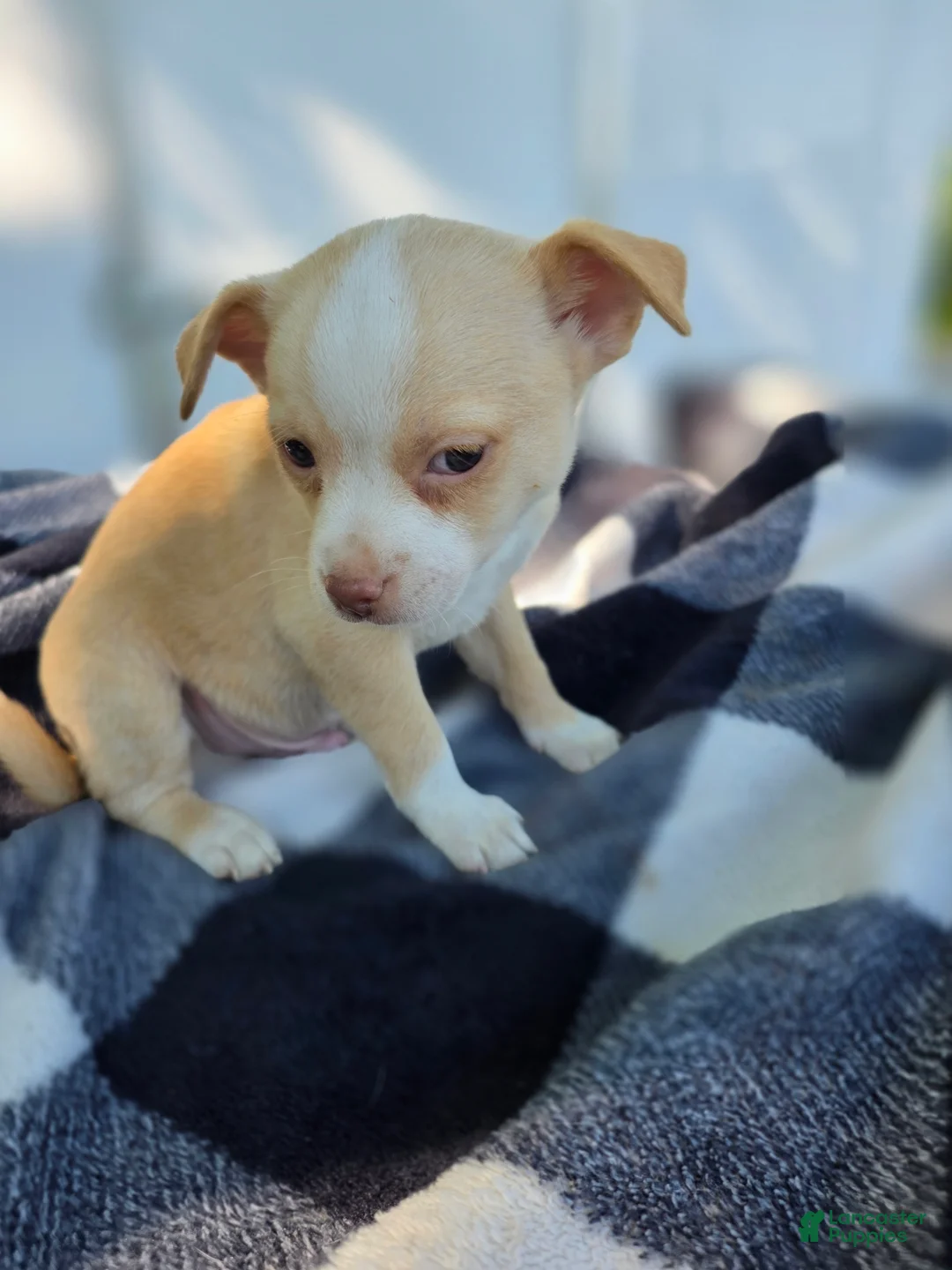 Chihuahua dogs for sale: Chihuahua Puppy 2 - Ad 2