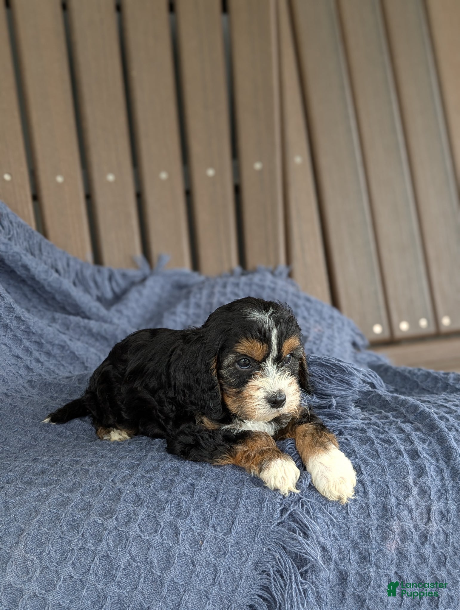 Cavapoo dogs Francesca  - Ad 2