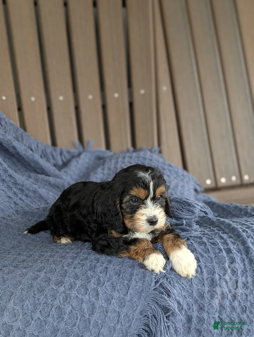 Cavapoo dogs for sale: Francesca  - Ad 2
