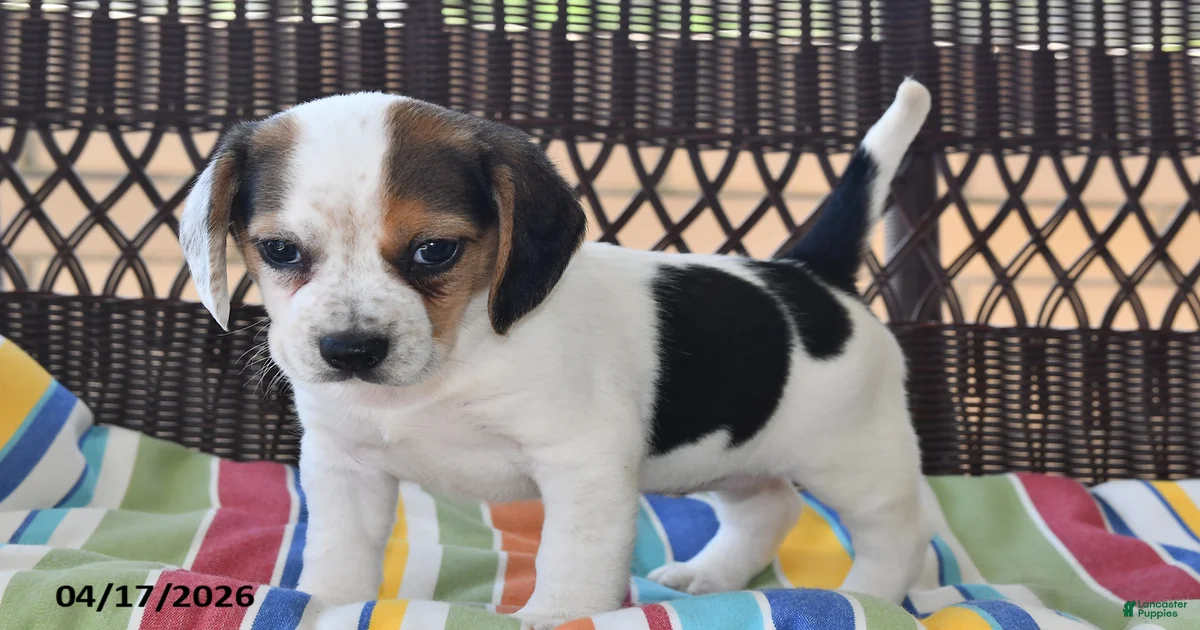 Beagle Puppies for sale in Canton, Ohio | Lancaster Puppies