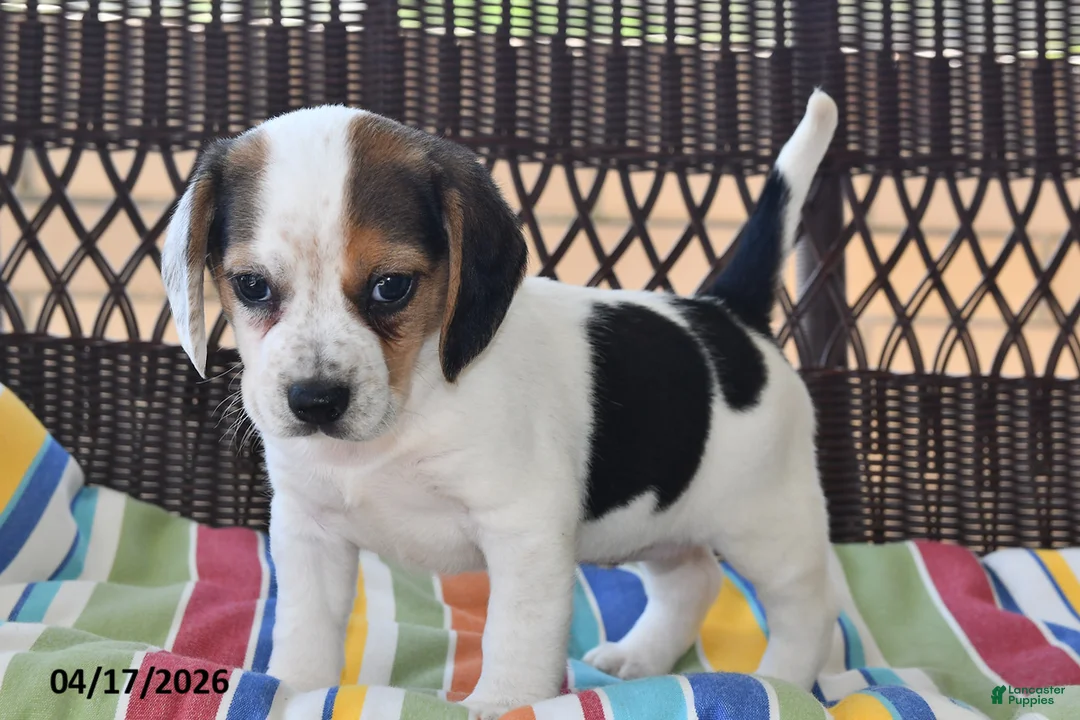 Beagle dogs for sale: Bailey - Ad 1