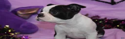 Boston Terrier dogs for sale: Lumi Your Sweet, Laid-Back Little Cuddle Bug - Ad 4