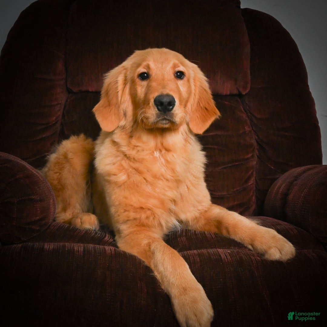 Golden Retriever dogs for sale: Golden Retriever litter of 5 puppies - Ad 14