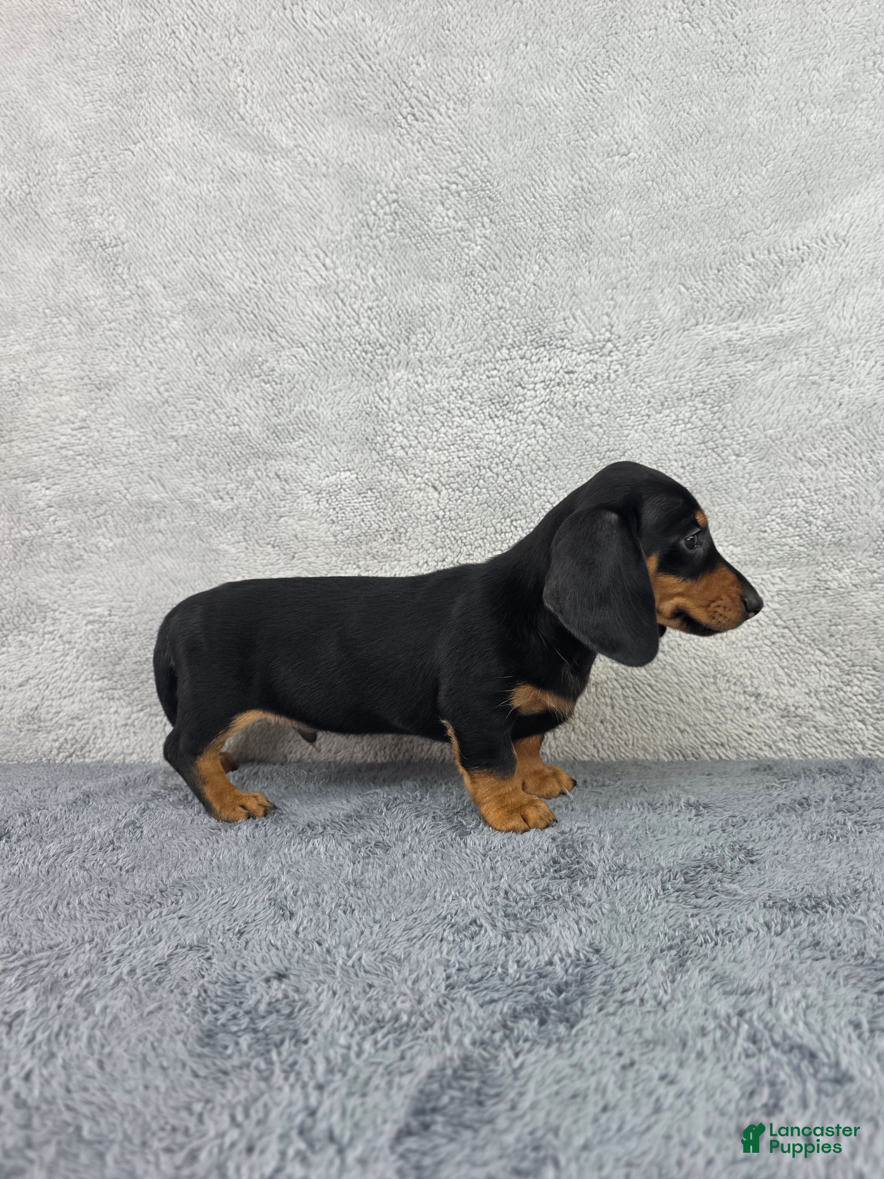 Miniature Dachshund dogs Milo - Ad 2
