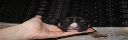 American Bully dogs for sale: Moose  - Ad 10