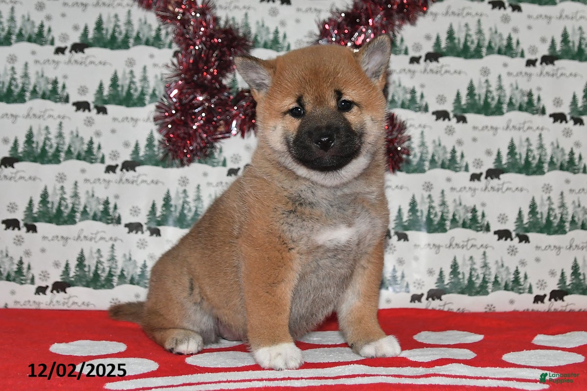 Shiba Inu dogs Liliana - Ad 5