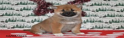 Shiba Inu dogs for sale: Liliana - Ad 1